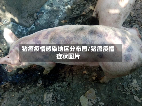 猪瘟疫情感染地区分布图/猪瘟疫情症状图片
