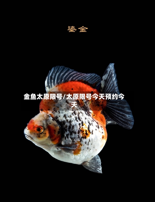 金鱼太原限号/太原限号今天预约今天