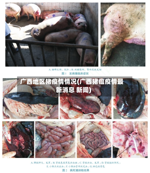广西地区猪疫情情况(广西猪瘟疫情最新消息 新闻)