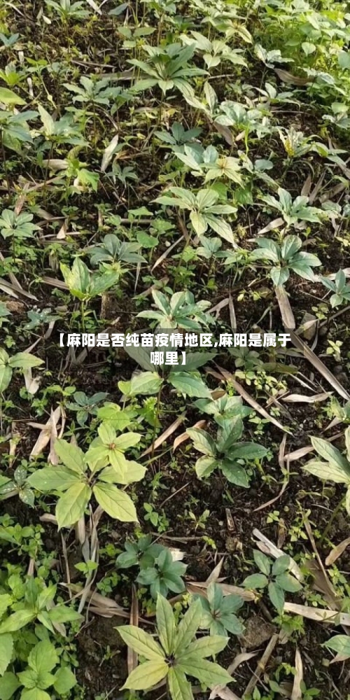 【麻阳是否纯苗疫情地区,麻阳是属于哪里】