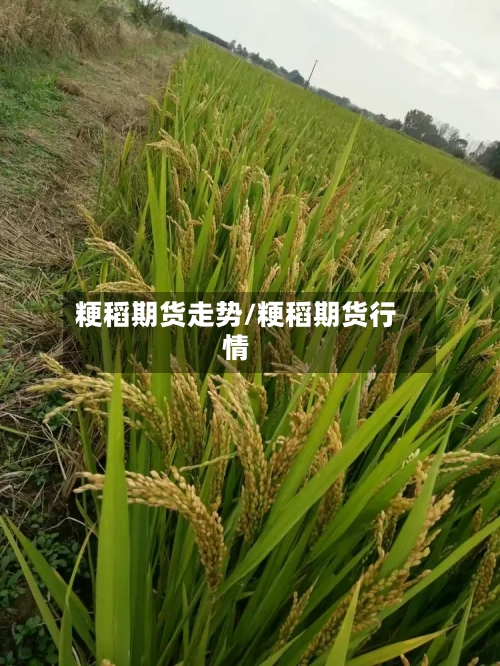 粳稻期货走势/粳稻期货行情