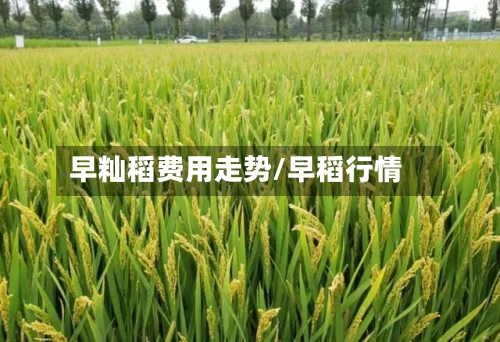 早籼稻费用走势/早稻行情